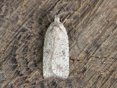 Dark-fringed Flat-body (Agonopterix nervosa)