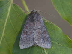 Rødlig løvfly (Parastichtis suspecta)