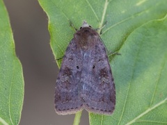 Barred Chestnut (Diarsia dahlii)