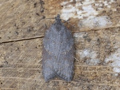 Lønnebladflatvikler (Acleris sparsana)