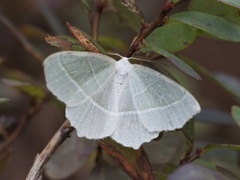 Light Emerald (Campaea margaritaria)