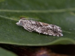 Raklekveldvikler (Epinotia nisella)