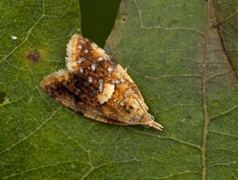 Yellow-spot Tortrix (Pseudargyrotoza conwagana)