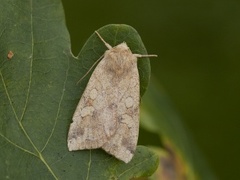 Vinkelfly (Enargia paleacea)