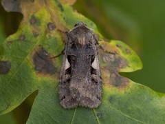Setaceous Hebrew Character (Xestia c-nigrum)