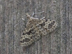 Many-plumed Moth (Alucita hexadactyla)