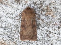 Six-striped Rustic (Xestia sexstrigata)