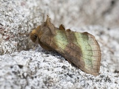 Burnished Brass (Diachrysia chrysitis)