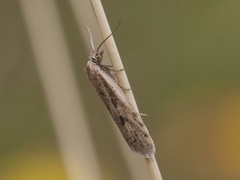 Dotted Shade (Eana osseana)