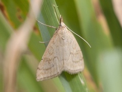 Blek engmott (Udea lutealis)