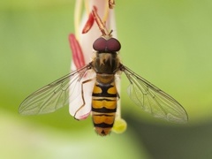 Marmalade Hoverfly (Episyrphus balteatus)