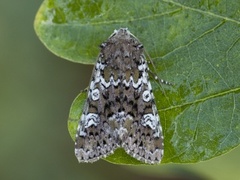 Cameo (Crypsedra gemmea)
