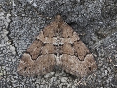 Chestnut-coloured Carpet (Thera cognata)