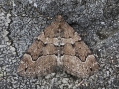 Brun einerbarmåler (Thera cognata)