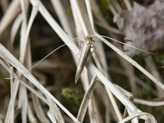 Large Long-horn (Nematopogon swammerdamella)