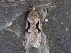 Dawn Flat-body (Semioscopis steinkellneriana)
