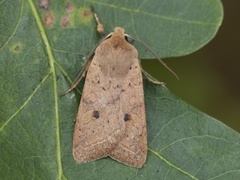 Yellow-line Quaker (Agrochola macilenta)