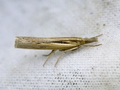 Saltmarsh Grass-veneer (Pediasia aridella)