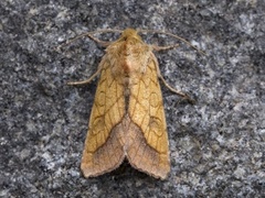 Gullfagerfly (Pyrrhia umbra)