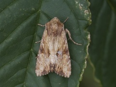Reddish Light Arches (Apamea sublustris)
