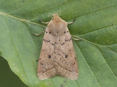 Rettlinjet høstfly (Agrochola macilenta)