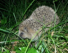 Hedgehog (Erinaceus europaeus)