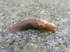 Tree Slug (Lehmannia marginata)