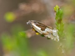 Blåbærsigdvikler (Ancylis myrtillana)