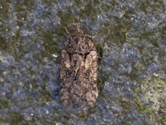 Granflatvikler (Acleris abietana)