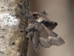 December Moth (Poecilocampa populi)