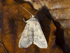 Bølgelinjet høstfly (Agrochola circellaris)