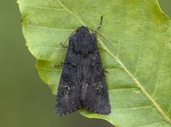 Stort lyngheifly (Aporophyla nigra)