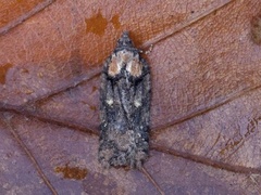 Granflatvikler (Acleris abietana)