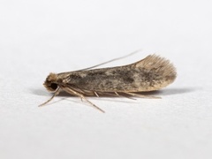Gulhodereirmøll (Niditinea striolella)
