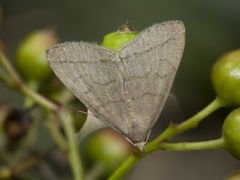 Gråbrunt viftefly (Herminia tarsipennalis)