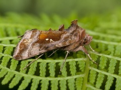 Plain Golden Y (Autographa jota)
