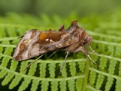 Rødbrunt metallfly (Autographa jota)