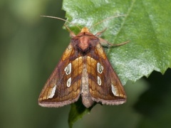 Langstreket metallfly (Plusia festucae)