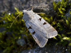 Grått kilefly (Eugnorisma glareosa)