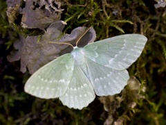 Kjempebladmåler (Geometra papilionaria)