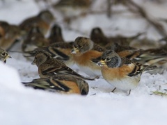 Bjørkefink (Fringilla montifringilla)