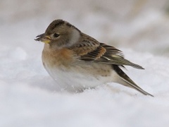 Bjørkefink (Fringilla montifringilla)