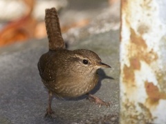 Winter Wren (Troglodytes troglodytes)