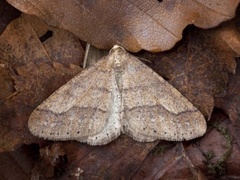 Vårfrostmåler (Agriopis marginaria)