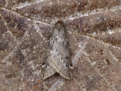 Vintermåler (Alsophila aescularia)