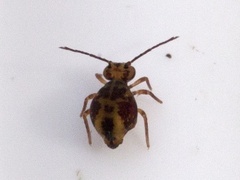 Globular Springtail (Dicyrtomina ornata)