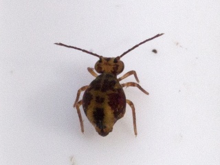 Dicyrtomina ornata