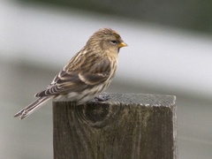 Lesser Redpoll (Acanthis cabaret)