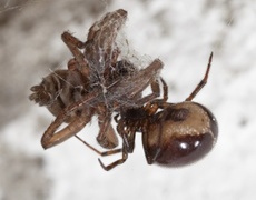 Steatoda bipunctata