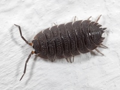Common Rough Woodlouse (Porcellio scaber)